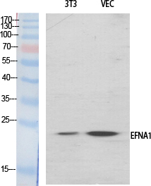 Ephrin-A1 Polyclonal Antibody