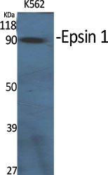 Epsin 1 Polyclonal Antibody