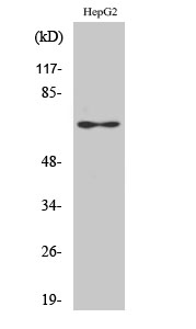 Epsin 2 Polyclonal Antibody