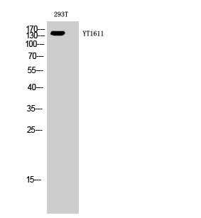 ErbB-3 Polyclonal Antibody