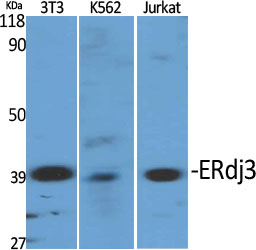 ERdj3 Polyclonal Antibody