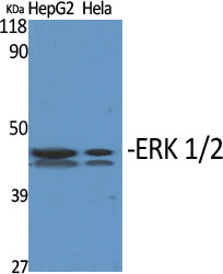 ERK 1/2 Polyclonal Antibody