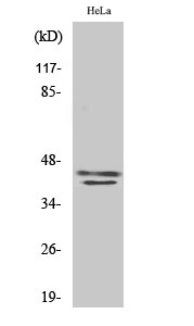 ERK 1/2 Polyclonal Antibody