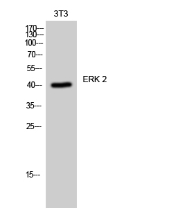 ERK 2 Polyclonal Antibody