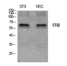 ERβ Polyclonal Antibody