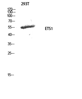 ETS1 Polyclonal Antibody