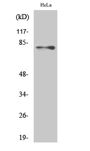 Ezrin Polyclonal Antibody