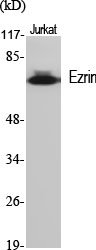 Ezrin Polyclonal Antibody