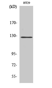 FAK Polyclonal Antibody