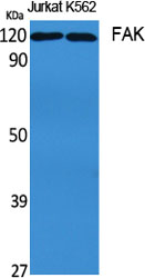 FAK Polyclonal Antibody