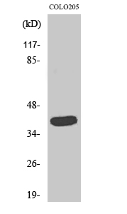 GATA-1 Polyclonal Antibody