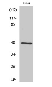 GATA-4 Polyclonal Antibody