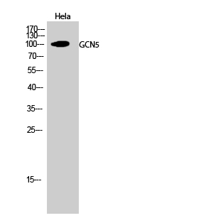 GCN5 Polyclonal Antibody