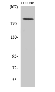 GCP6 Polyclonal Antibody