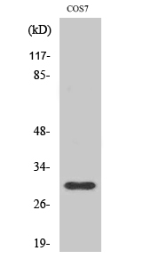 GCSm-γ Polyclonal Antibody