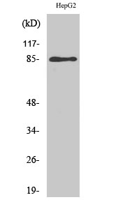 GIT2 Polyclonal Antibody