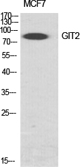 GIT2 Polyclonal Antibody