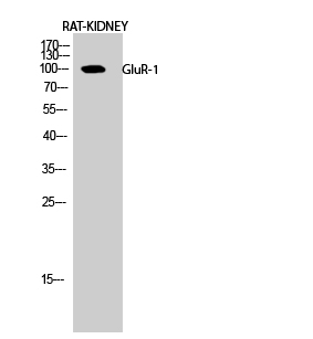 GluR-1 Polyclonal Antibody