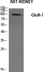 GluR-1 Polyclonal Antibody