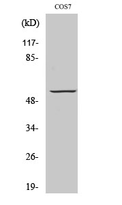 GPR101 Polyclonal Antibody