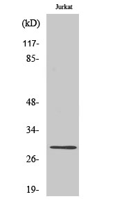 Granzyme K Polyclonal Antibody