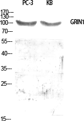 GRIN1 Polyclonal Antibody