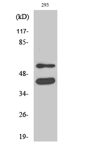 GSK3α/β Polyclonal Antibody