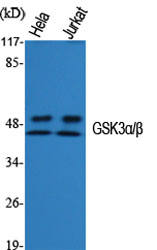 GSK3α/β Polyclonal Antibody