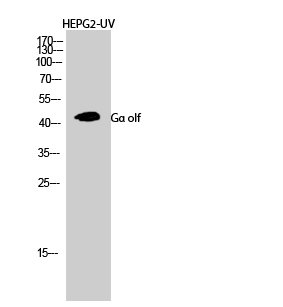 Gα olf Polyclonal Antibody