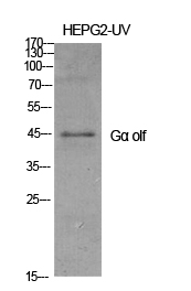 Gα olf Polyclonal Antibody