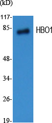 HBO1 Polyclonal Antibody