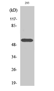 HDAC1 Polyclonal Antibody