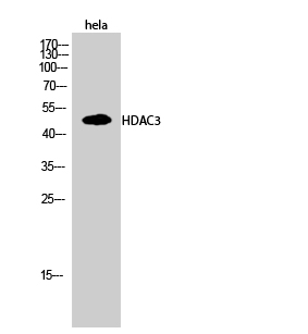 HDAC3 Polyclonal Antibody