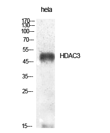 HDAC3 Polyclonal Antibody