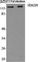 HDAC5/9 Polyclonal Antibody