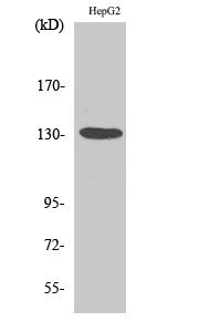 HDAC6 Polyclonal Antibody