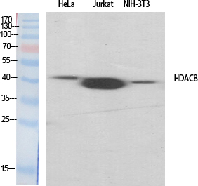 HDAC8 Polyclonal Antibody