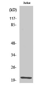 HEN1/2 Polyclonal Antibody