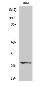 HES-6 Polyclonal Antibody