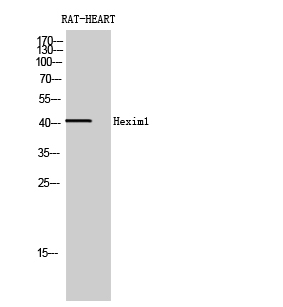 Hexim1 Polyclonal Antibody