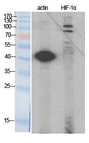 HIF-1α Polyclonal Antibody