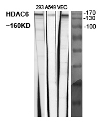 Histone deacetylase 6 Polyclonal Antibody