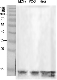 Histone H2B Polyclonal Antibody