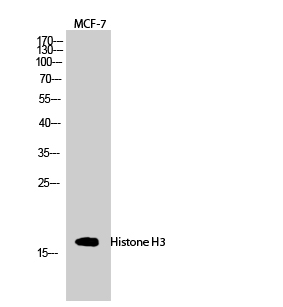 Histone H3 Polyclonal Antibody