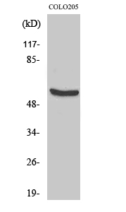 HSP60 Polyclonal Antibody