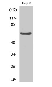 IK Polyclonal Antibody