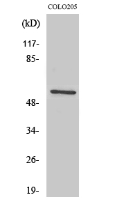 Ikaros 3 Polyclonal Antibody