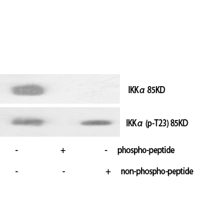 IKKα Polyclonal Antibody