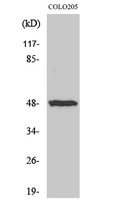 IL-13Rα1 Polyclonal Antibody