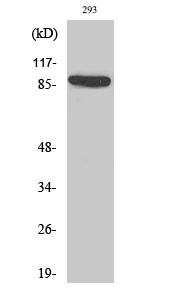 IL-4Rα Polyclonal Antibody